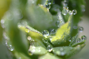 Wassertropfen auf den Blättern des Verkrusteten Steinbrechs (Saxifraga mutata), Nahaufnahme - CRF01430