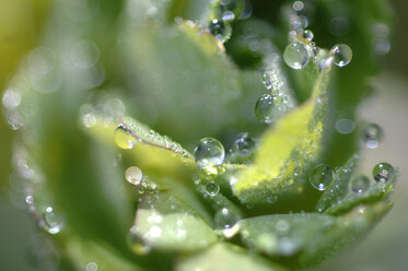 Water droplets on leaves of Encrusted Saxifrage (Saxifraga mutata), close-up - CRF01430