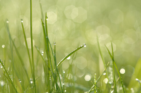 Wiese, Wassertropfen auf Gras - CRF01426
