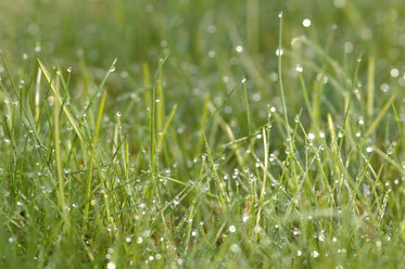 Wiese, Wassertropfen auf Gras - CRF01425