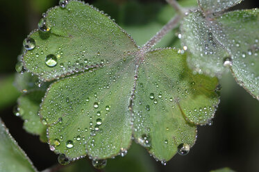 Columbine plant (Aquilegia vulgaris) with drops of water on leaves - CRF01424