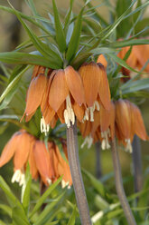 Kaiserliche Kronenblumen (Fritillaria imperialis) - CRF01422