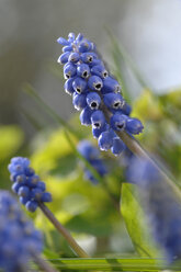 Traubenhyazinthenblüten (Muscari armeniacum) - CRF01420