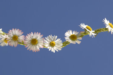 Gänseblümchenkette (Bellis perennis) - CRF01484