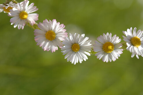 Gänseblümchenkette (Bellis perennis) - CRF01483