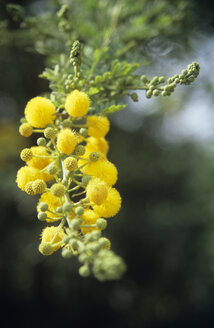 Italien, Sardinien, Blüte der Akazie (Acacia saligna), Nahaufnahme - LFF00133