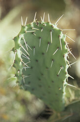 Italien, Sardinien, Kaktus opuntia (Ficus-indica), Nahaufnahme - LFF00132