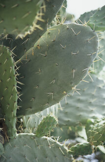 Italien, Sardinien, Kaktus opuntia (Ficus-indica), Nahaufnahme - LFF00131