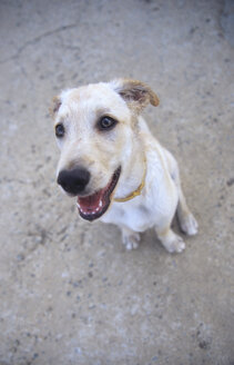 Italien, Sardinien, Hund auf Straße sitzend, Porträt - LFF00125