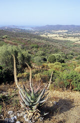 Italien, Sardinien, Aloe Vera Pflanze in Landschaft - LFF00122