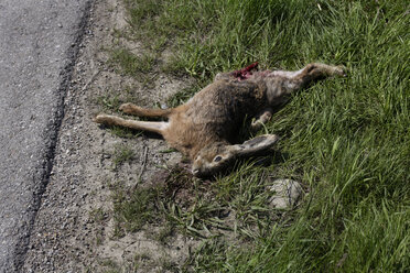 Toter Hase (Lupus europaeus), Roadkill, Ansicht von oben - TCF00830