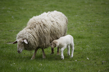 Deutschland, Bayern, Ebenhausen, Schaf (Ovis orientalis aries), Weibchen und Lamm - TCF00827