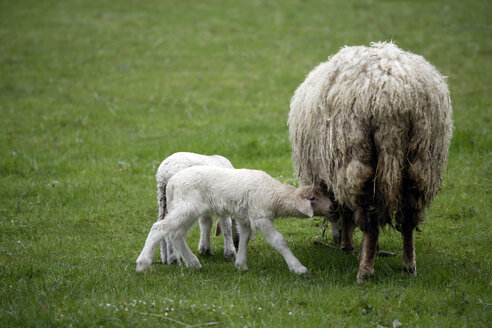 Deutschland, Bayern, Ebenhausen, Schaf (Ovis orientalis aries), Weibchen und Lämmer - TCF00826