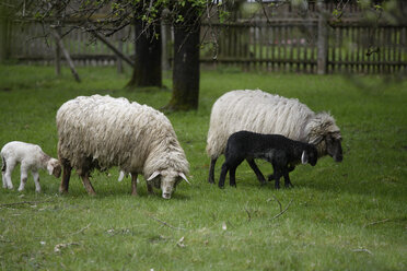 Deutschland, Bayern, Ebenhausen, Schafe (Ovis orientalis aries), weibliche Tiere und Lämmer - TCF00824