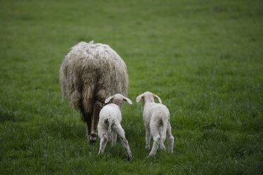 Deutschland, Bayern, Ebenhausen, Schaf (Ovis orientalis aries), Weibchen und Lämmer - TCF00822