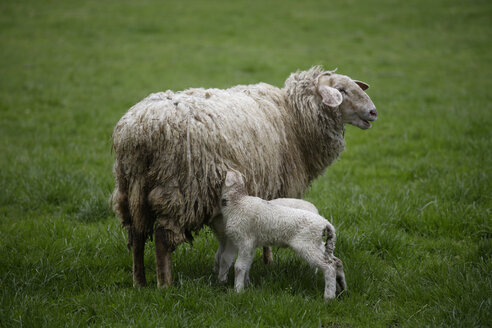 Deutschland, Bayern, Ebenhausen, Schaf (Ovis orientalis aries), Weibchen und Lamm - TCF00821