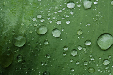 Tulip leaf with water droplets, full frame, close-up - TCF00816
