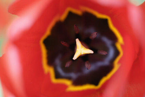 Rote Tulpe (Tulipa), Nahaufnahme - TCF00801