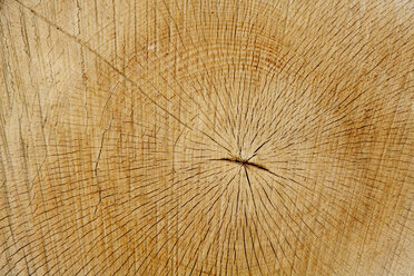 Tree stump, Red beech tree (Fagus silvatica),cross-section - TCF00796