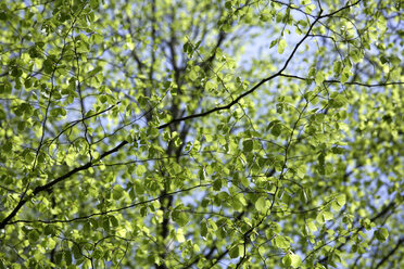 Rotbuchen (Fagus sylvatica) - TCF00791