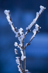 Hoarfrost covered Twig, close-up - 00003LFF-U