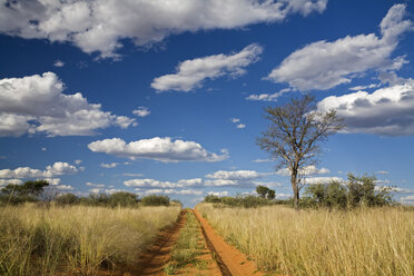 Africa, Botswana,Track through Kalahari Desert - FOF00759