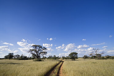 Africa, Botswana,Track through Kalahari Desert - FOF00756