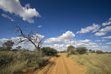 Afrika, Botswana,Track durch die Kalahari-Wüste - FOF00754