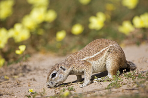 Africa, Botswana, African ground squirrel (Xerus rutilus) - FOF00749