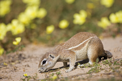 Afrika, Botsuana, Afrikanisches Erdhörnchen (Xerus rutilus) - FOF00749