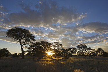Afrika, Botswana, Sonnenuntergang über Savanne - FOF00744