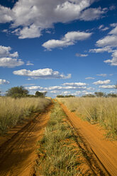 Africa, Botswana,Track through Kalahari Desert - FOF00736