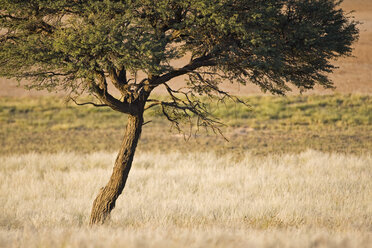 Afrika, Botswana, Einzelner Baum - FOF00735