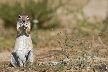 Afrika, Botsuana, Afrikanisches Erdhörnchen (Xerus rutilus) - FOF00734