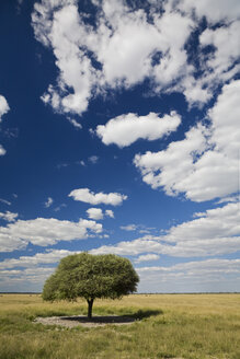 Afrika, Botswana, Schirmdorn-Akazie (Acacia tortilis) mit landschaftlichem Hintergrund - FOF00732