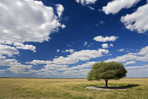 Afrika, Botswana, Schirmdorn-Akazie (Acacia tortilis) mit landschaftlichem Hintergrund - FOF00731