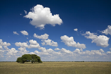 Afrika, Botswana, Schirmdorn-Akazie (Acacia tortilis) mit landschaftlichem Hintergrund - FOF00729