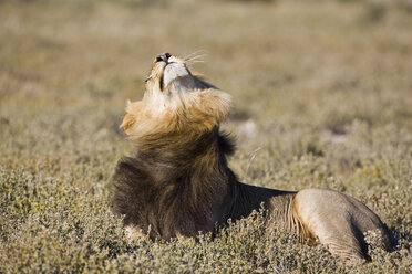 Afrika, Botswana, Ausgewachsener männlicher Löwe (Panthera leo) im Gras liegend - FOF00728