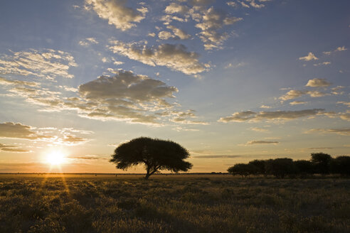 Afrika, Botswana, Schirmdornbaum (Acacia tortilis) bei Sonnenuntergang - FOF00726