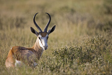 Afrika, Botsuana, Springbock (Antidorcas marsupialis) - FOF00725