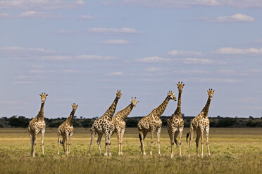 Africa, Botswana, Giraffe Herd (Giraffa camelopardalis) - FOF00723