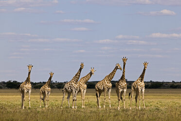 Afrika, Botsuana, Giraffenherde (Giraffa camelopardalis) - FOF00723
