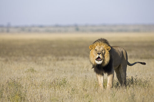 Afrika, Botswana, Ausgewachsener männlicher Löwe (Panthera leo) brüllend - FOF00720