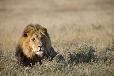 Afrika, Botswana, Ausgewachsener männlicher Löwe (Panthera leo) im Gras ruhend - FOF00719