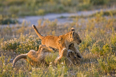 Afrika, Botswana, Zwei spielende Löwenjunge (Panthera leo) - FOF00718