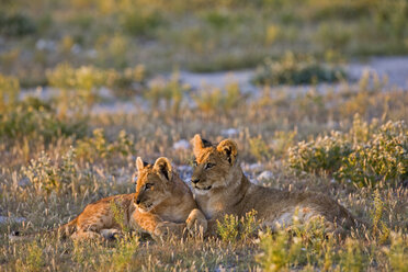 Afrika, Botsuana, Löwenjunge (Panthera leo) - FOF00717