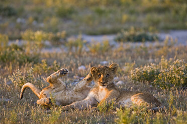 Afrika, Botsuana, Löwenjunge (Panthera leo) - FOF00716