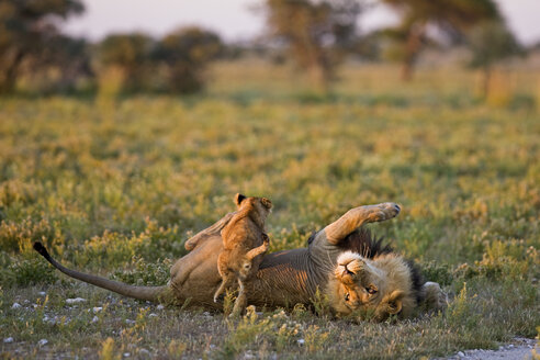 Afrika, Botswana, Ausgewachsener männlicher Löwe (Panthera leo) und Löwenjunge - FOF00714