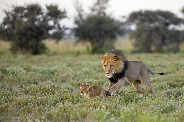 Afrika, Botswana, Ausgewachsener männlicher Löwe (Panthera leo) und Jungtier - FOF00713