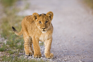 Afrika, Botsuana, Löwenjunges (Patnera leo), Nahaufnahme - FOF00712